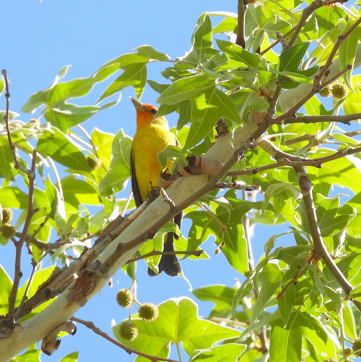 Western Tanager - ML618848934