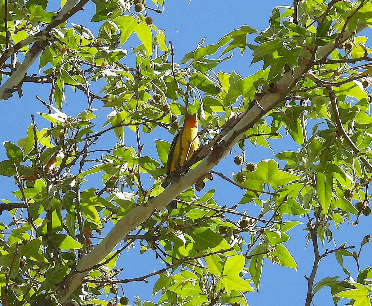 Western Tanager - ML618848935