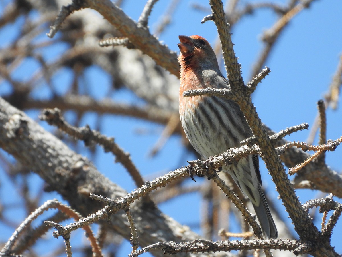 House Finch - Tom Wuenschell