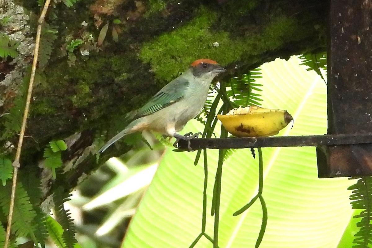 Scrub Tanager - Luis F García Moreno