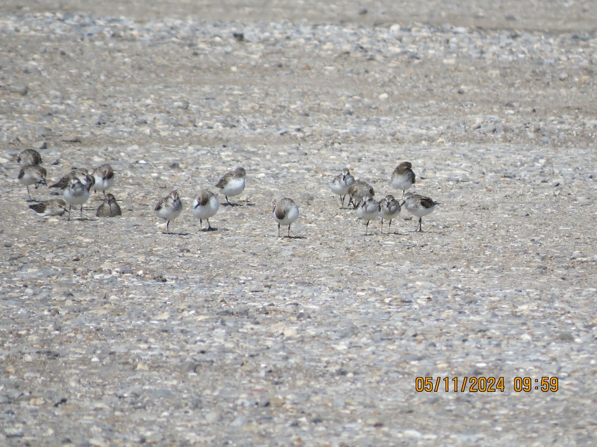 Semipalmated Sandpiper - Pamela Morgan