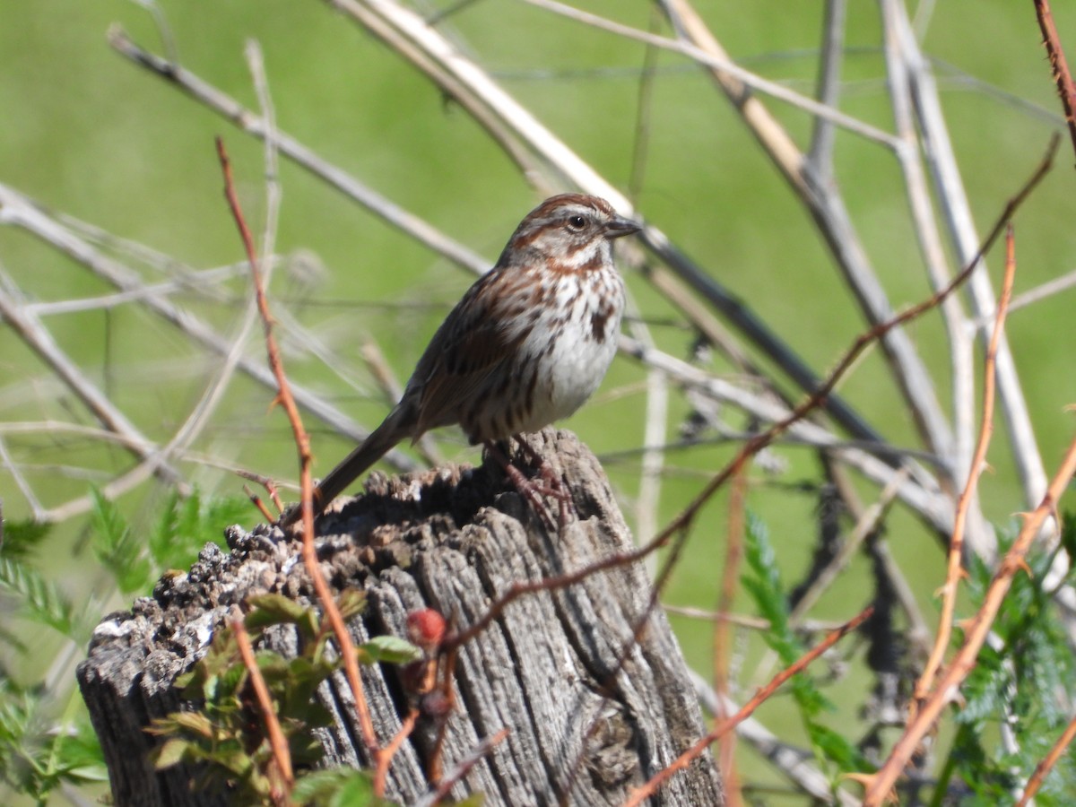 Song Sparrow - Tom Wuenschell