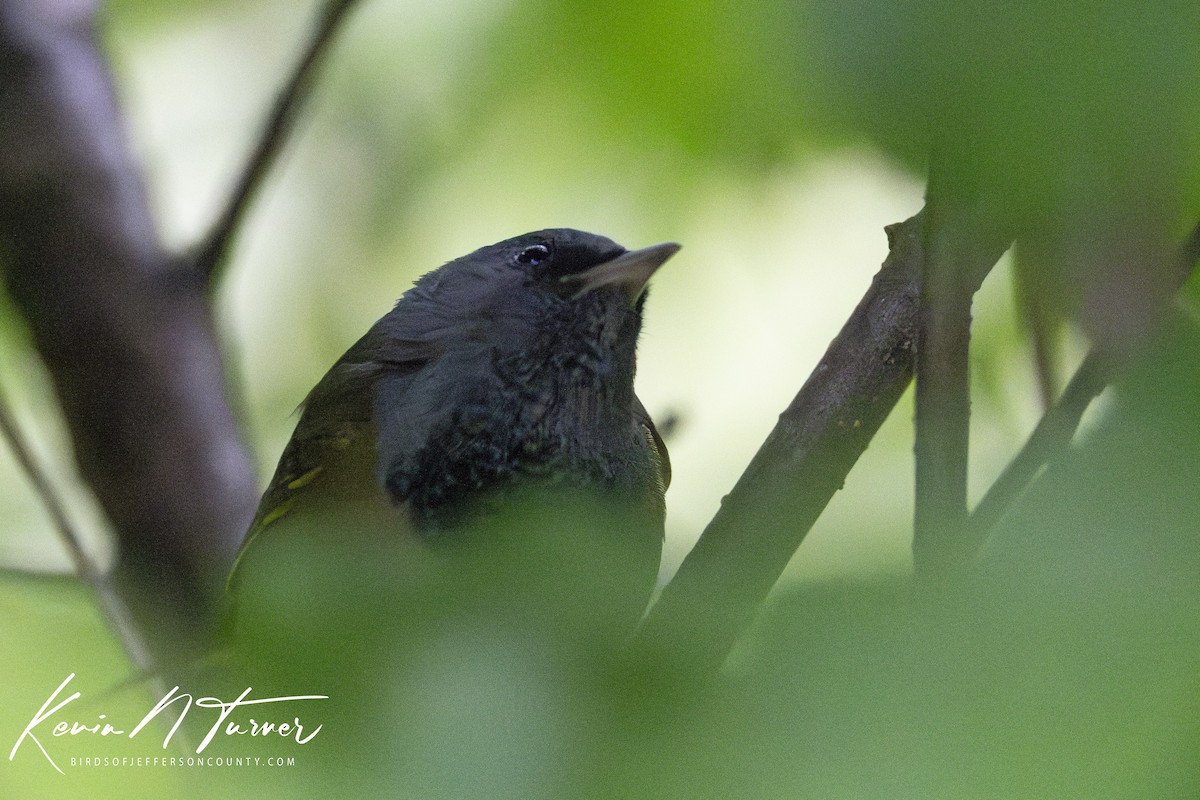 Mourning Warbler - Kevin Turner