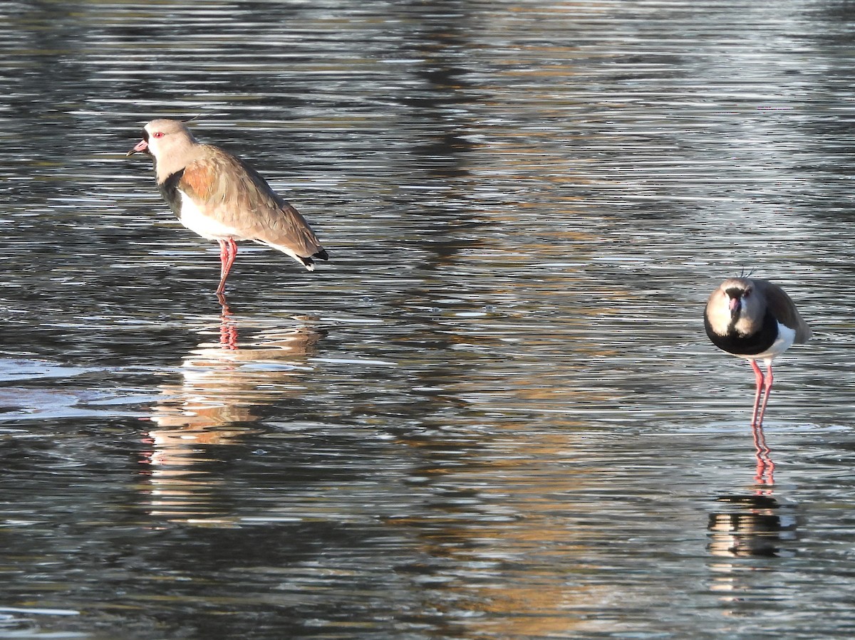 Southern Lapwing - ML618848973