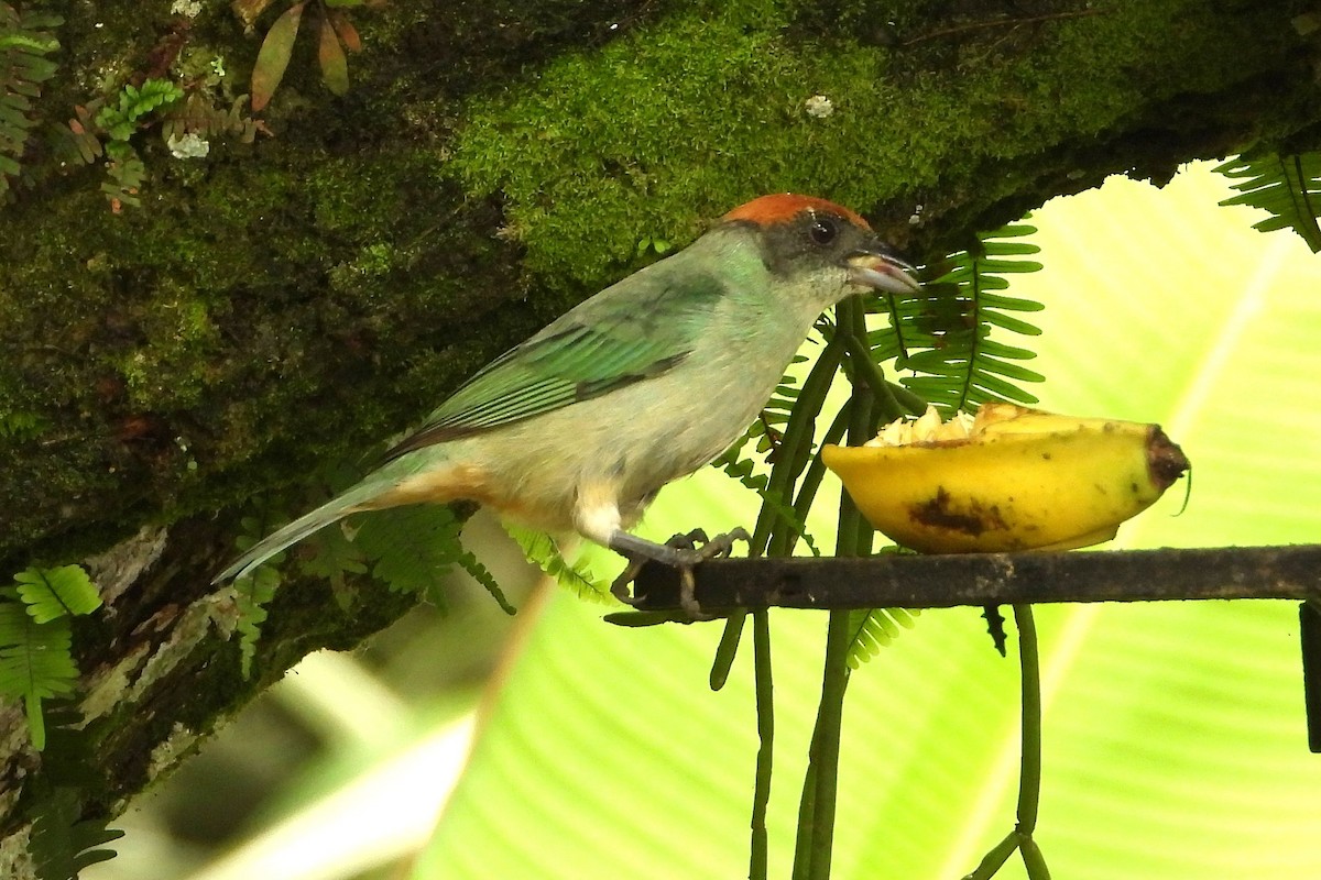 Scrub Tanager - Luis F García Moreno