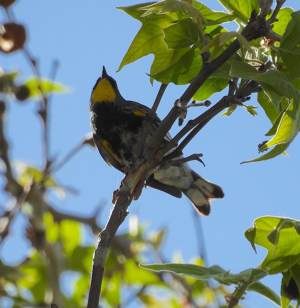 Yellow-rumped Warbler - ML618848983