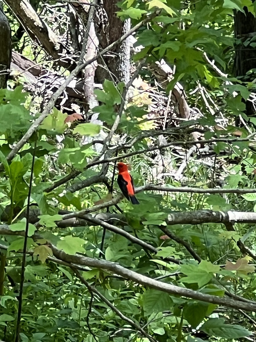 Scarlet Tanager - ML618848989