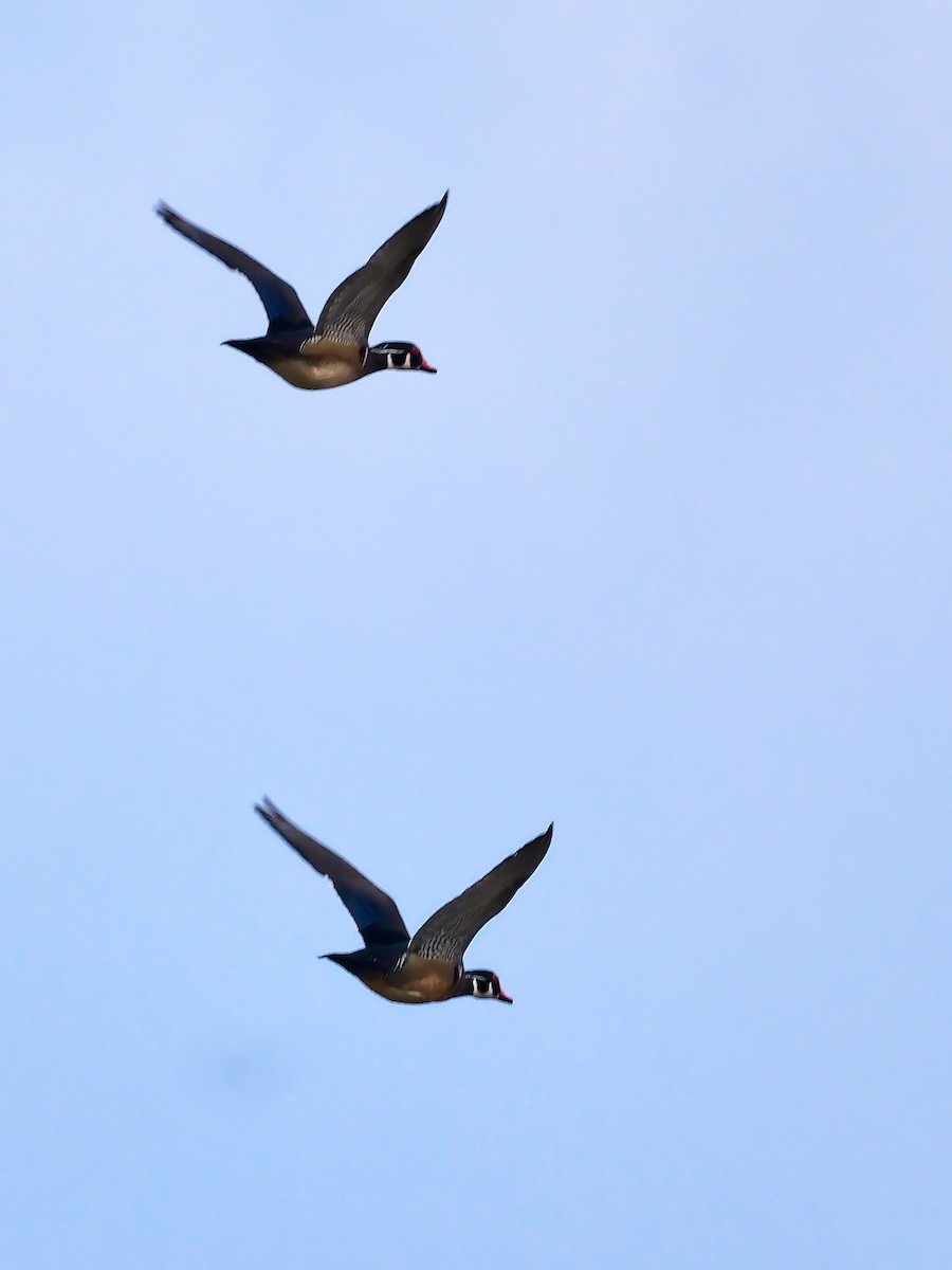 Wood Duck - David Cooper