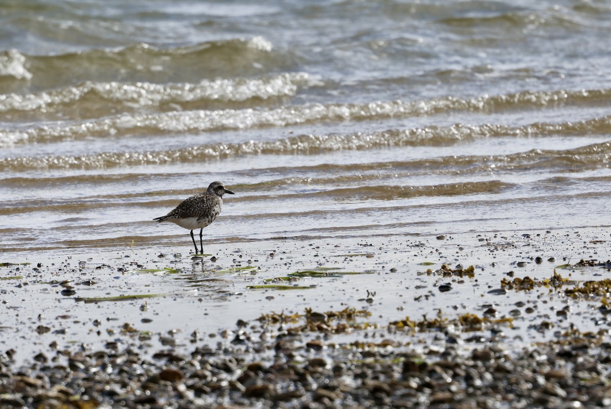 Black-bellied Plover/golden-plover sp. - ML618848992