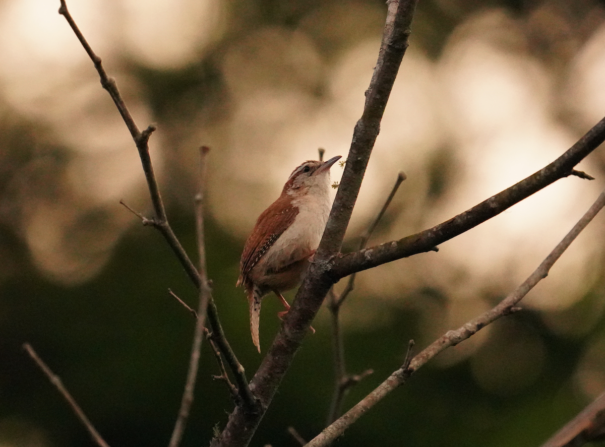 Carolina Wren - Aaron T