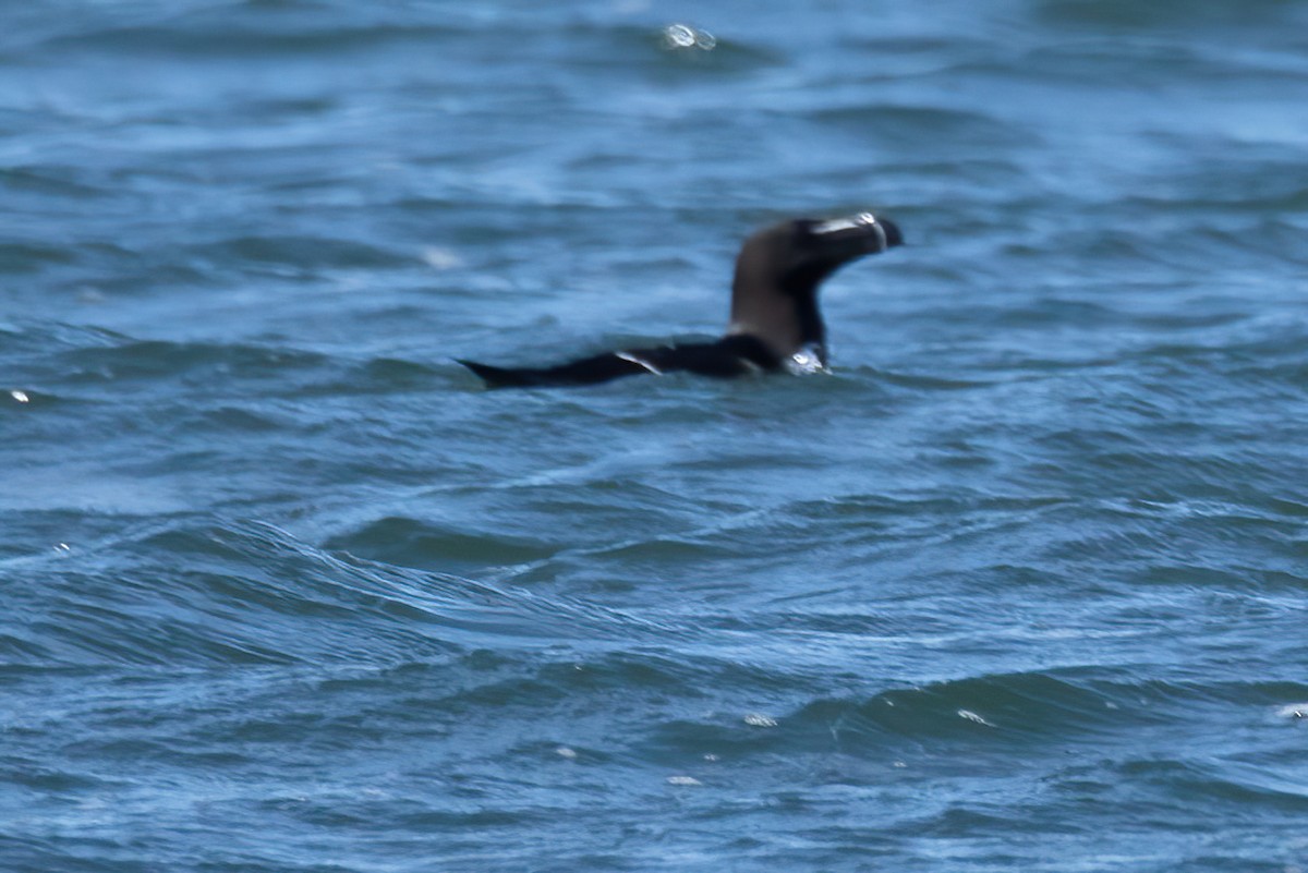 Razorbill - Mitch (Michel) Doucet