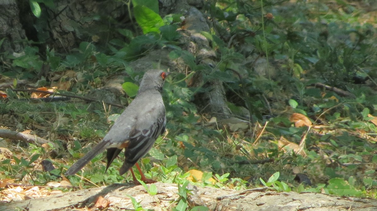 Red-legged Thrush - Delvis Toledo