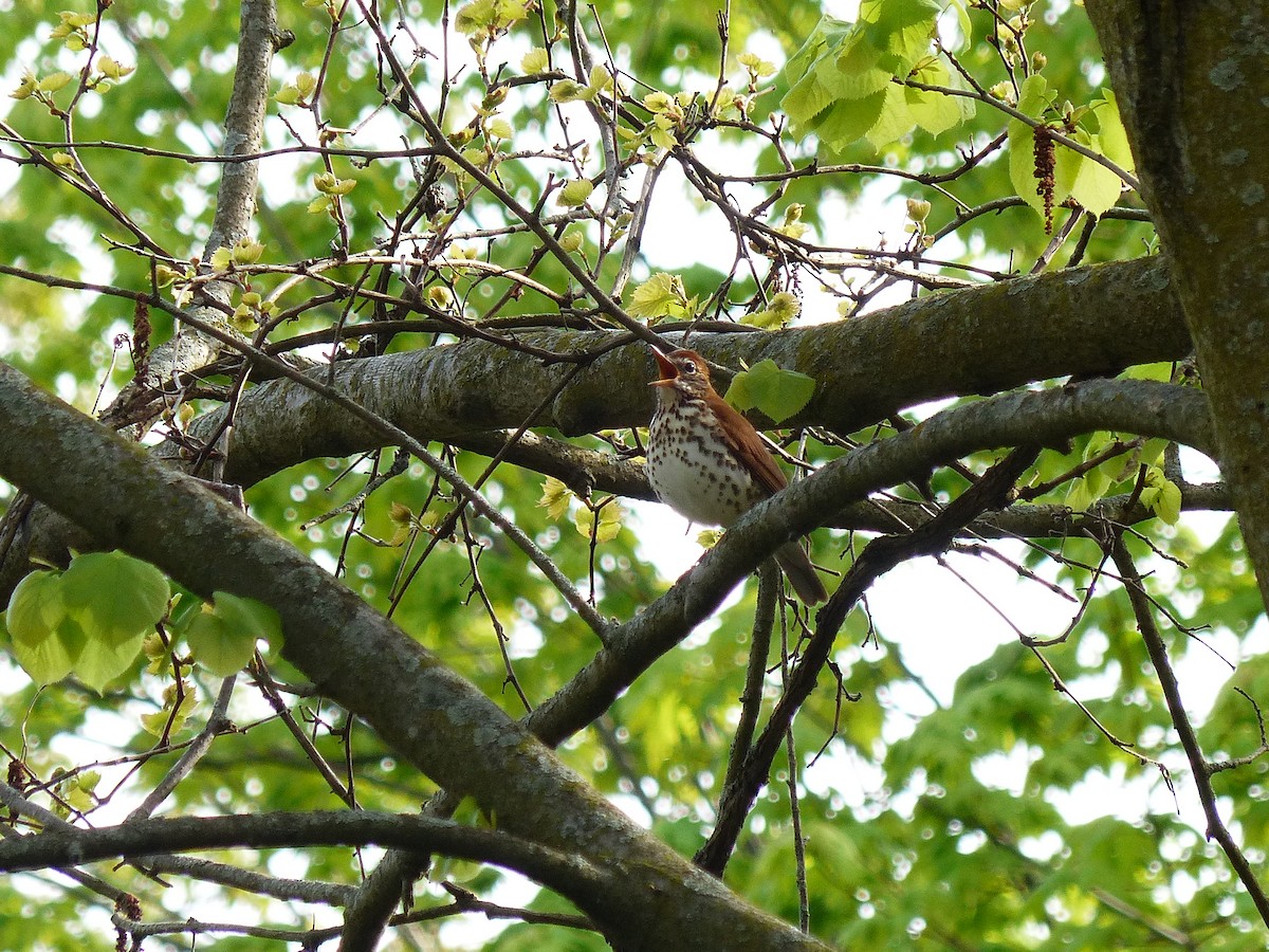 Wood Thrush - Felix Eckley