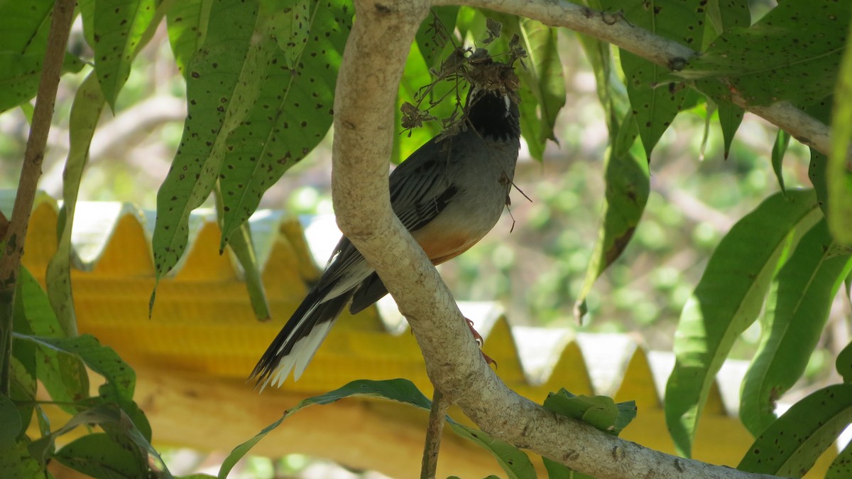 Red-legged Thrush - Delvis Toledo