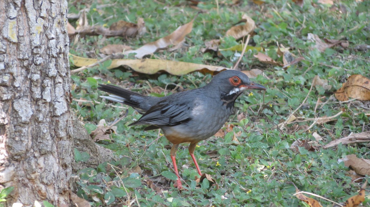 Red-legged Thrush - ML618849041