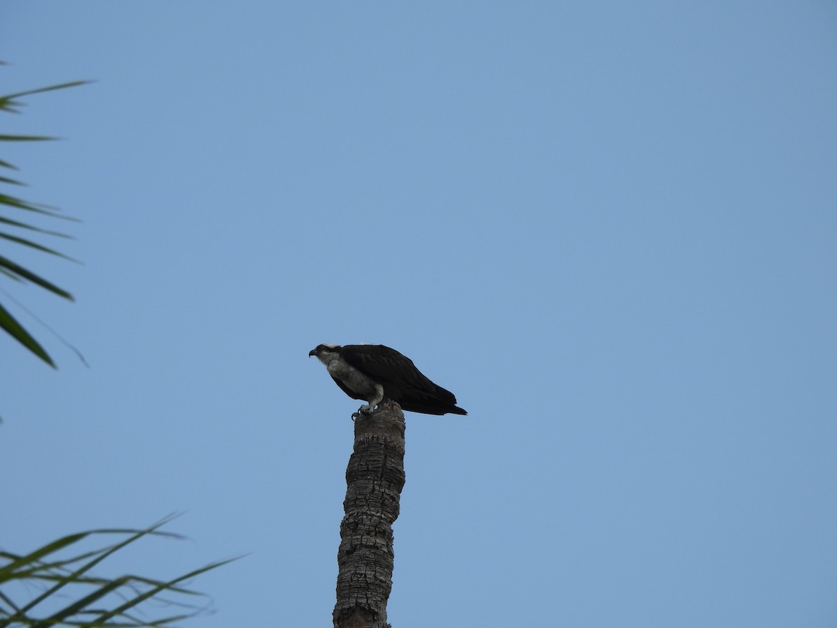 Osprey - Bridget Davis