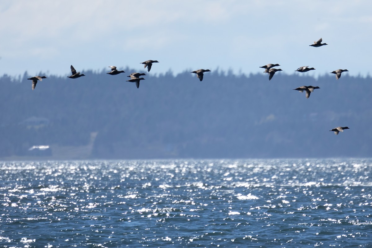 Black Scoter - Mitch (Michel) Doucet