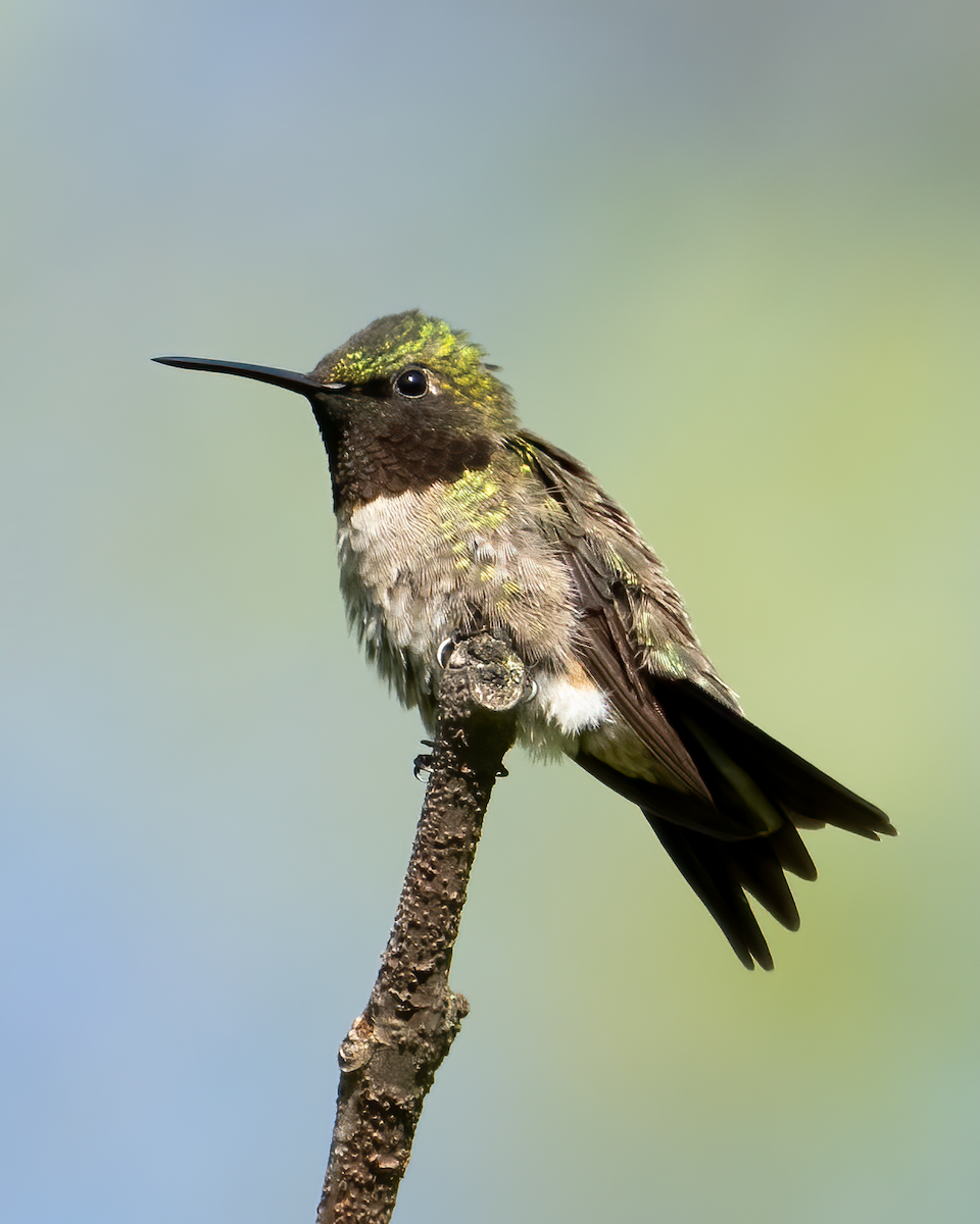 Ruby-throated Hummingbird - ML618849051