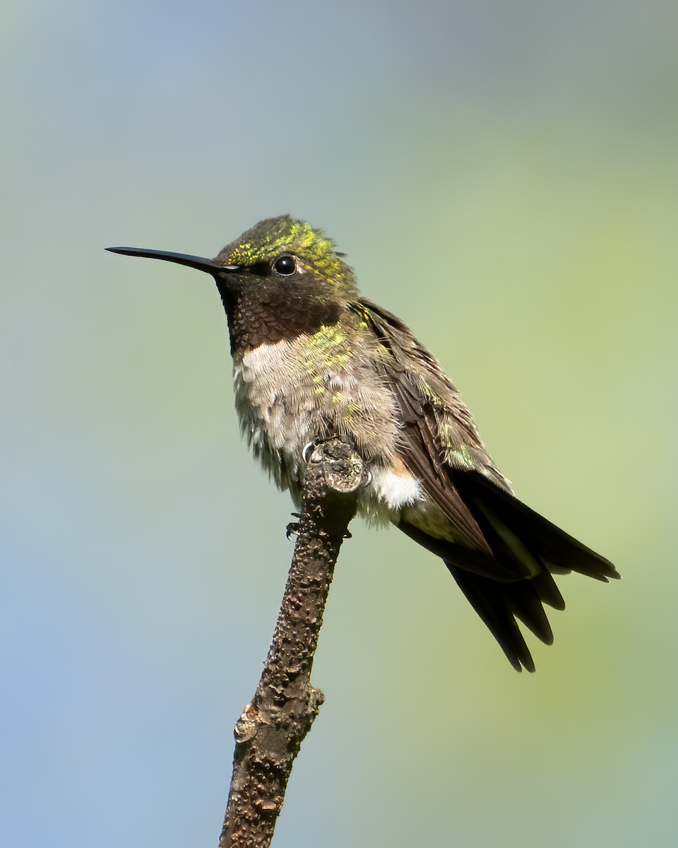 Colibri à gorge rubis - ML618849051