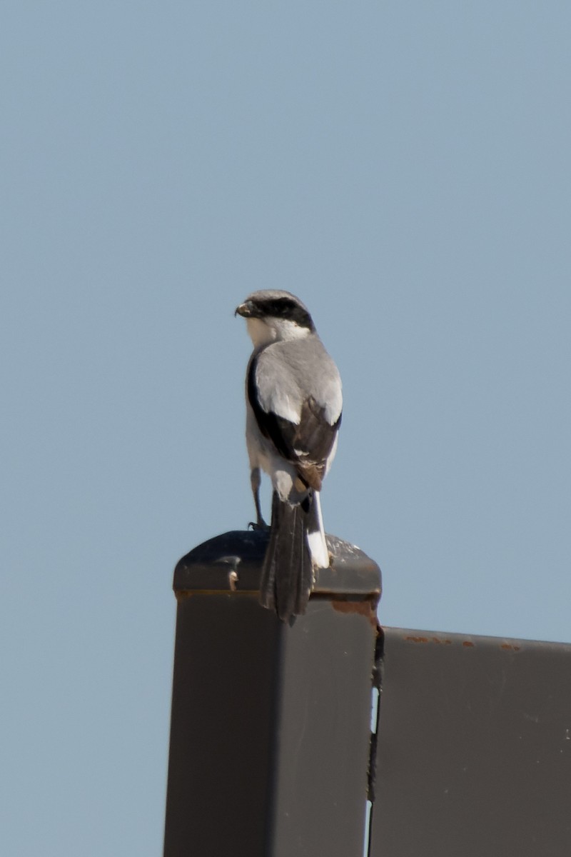 Loggerhead Shrike - Lori Buhlman