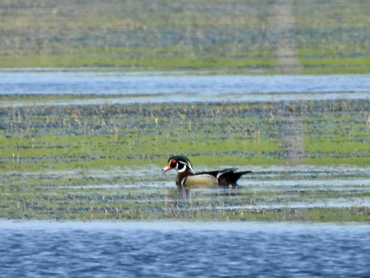 Wood Duck - Anita Hooker