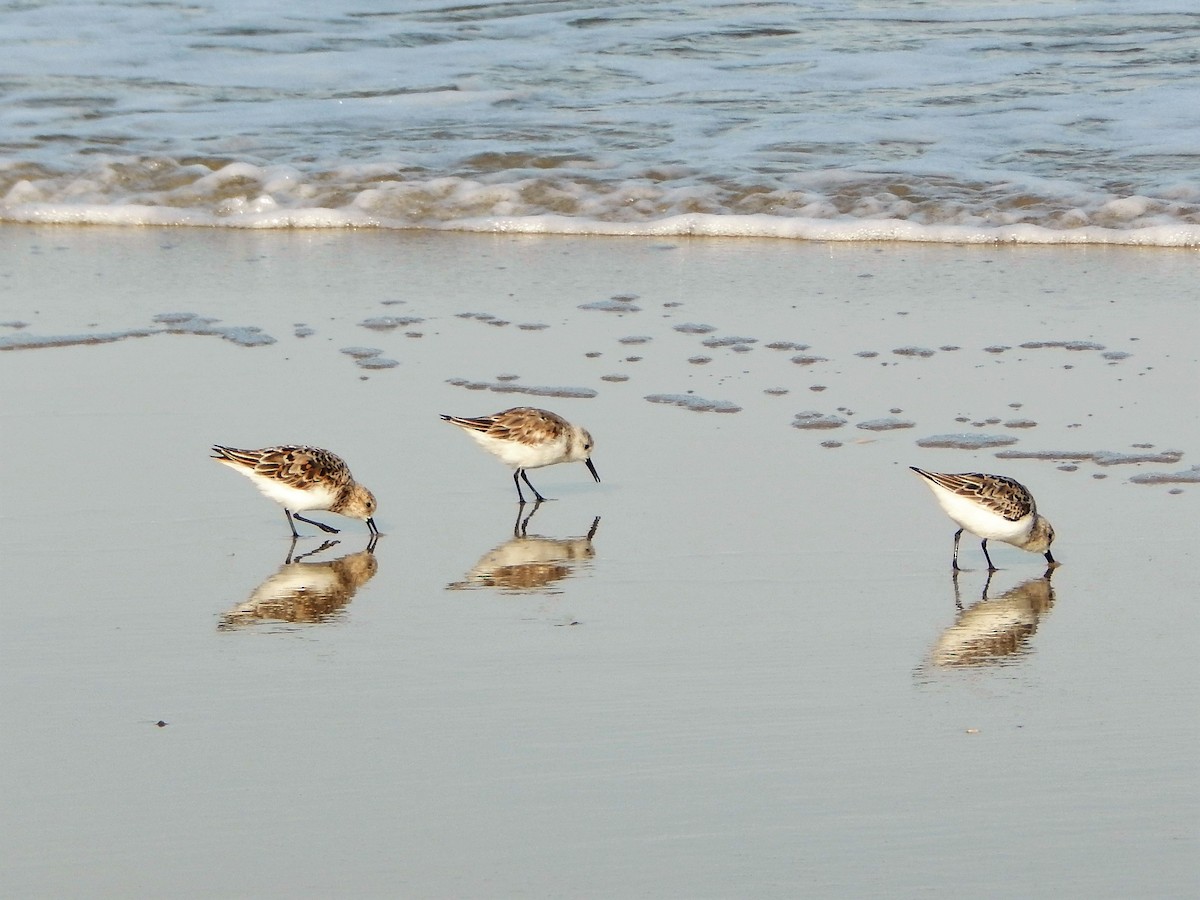 Sanderling - Anonymous