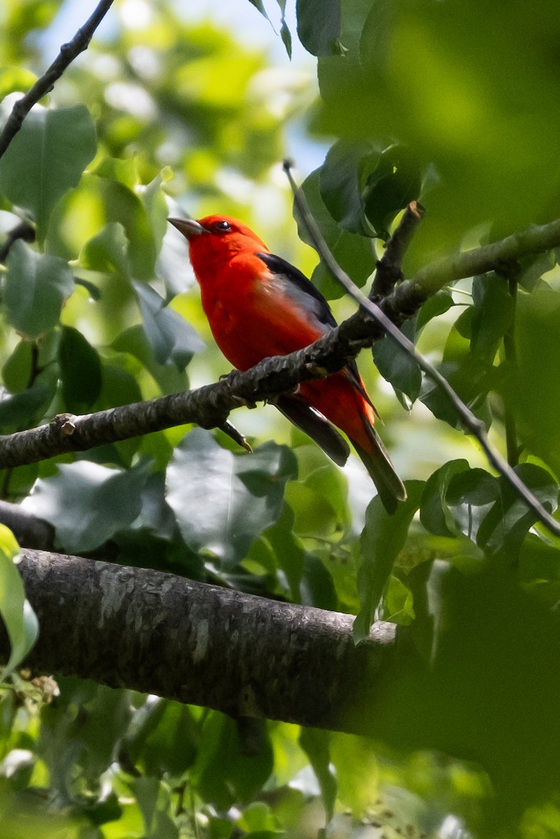 Scarlet Tanager - ML618849064