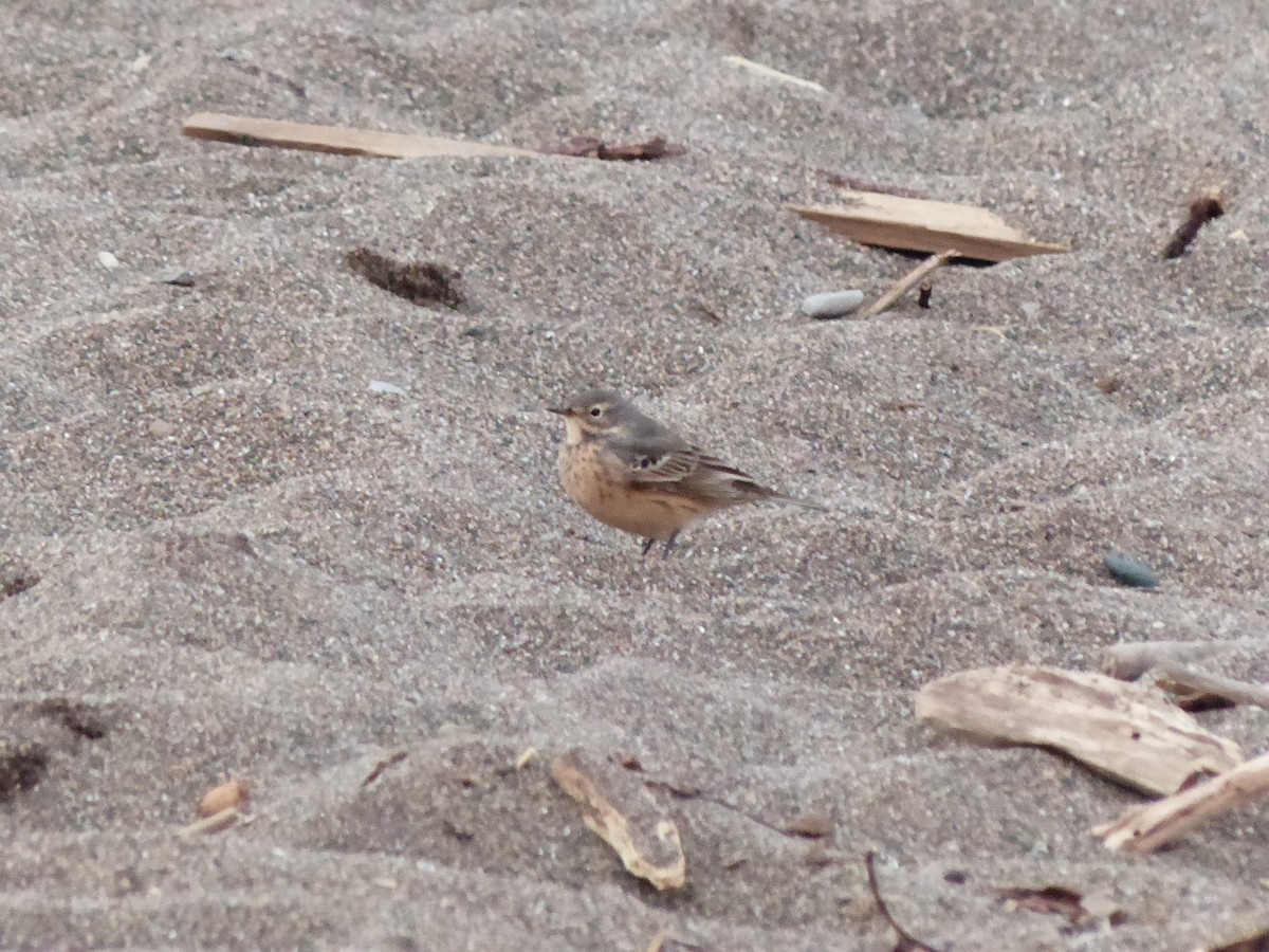 American Pipit - Felix Eckley