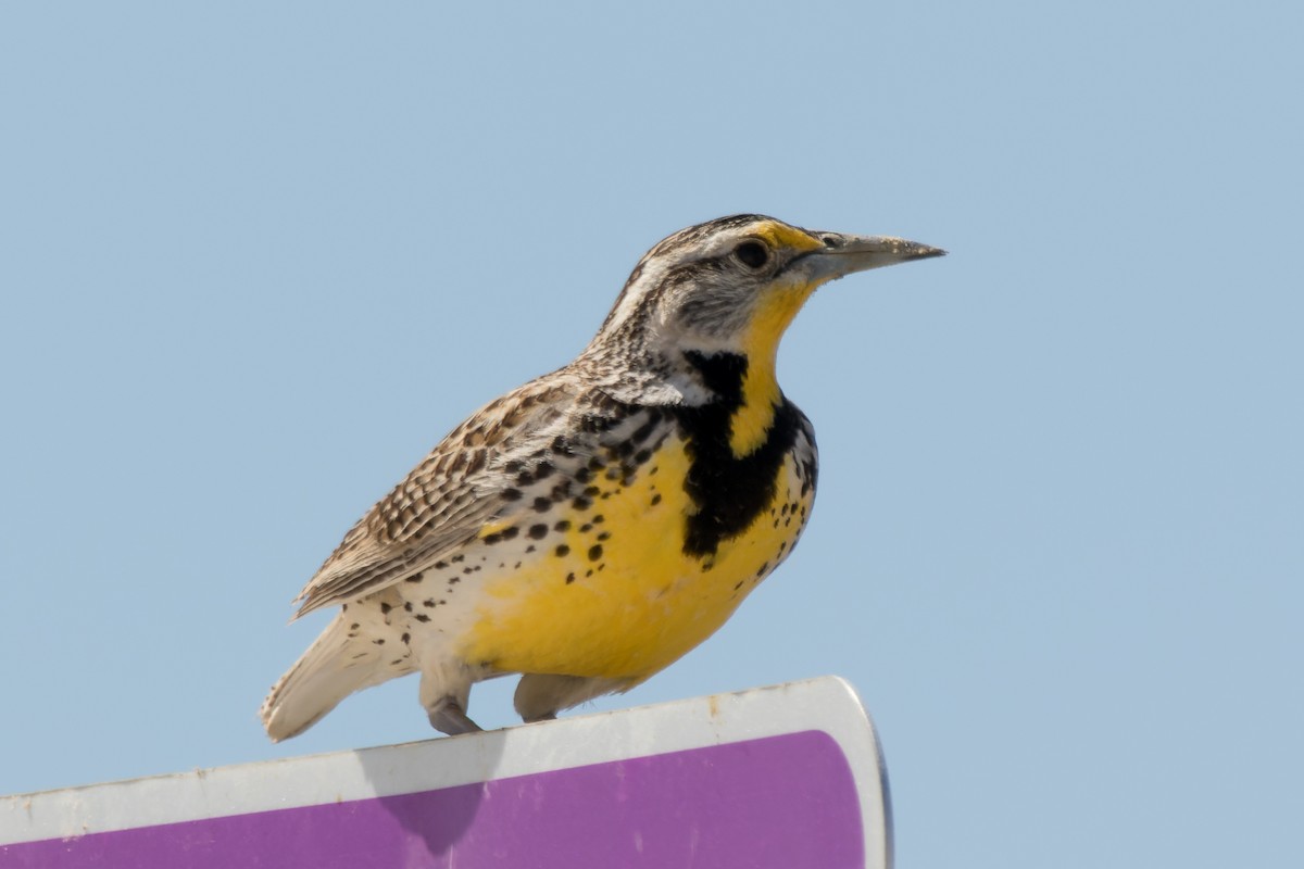 Western Meadowlark - Lori Buhlman