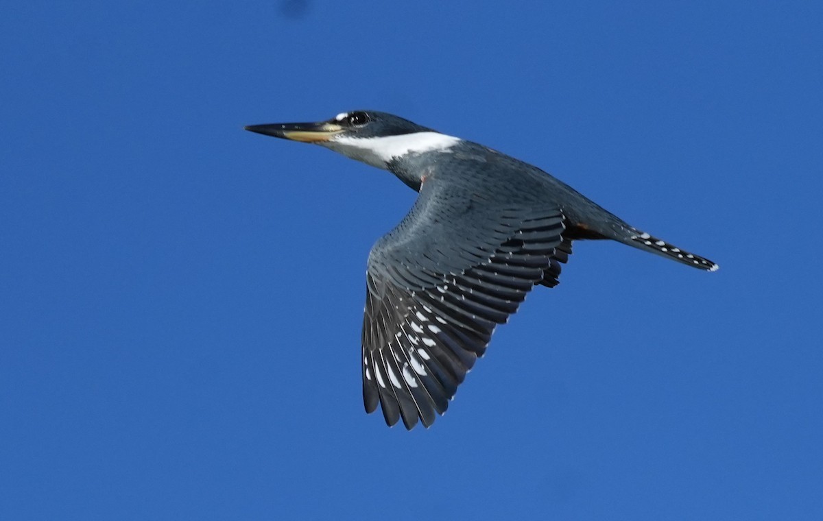 Ringed Kingfisher - Jorge Blackhall