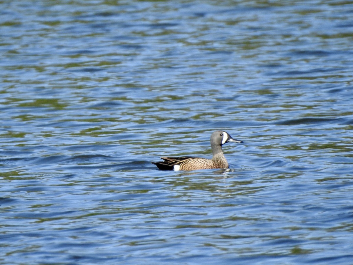 Blue-winged Teal - Anita Hooker