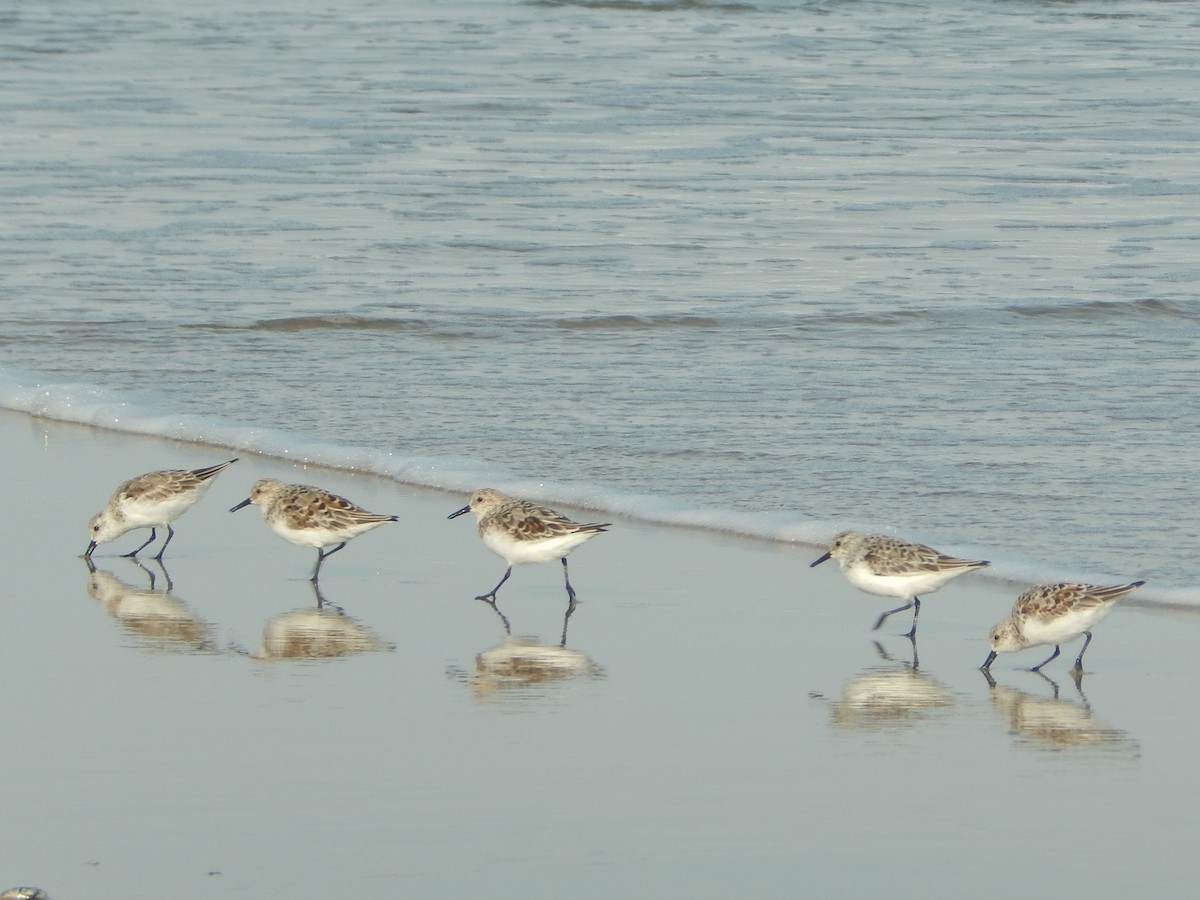 Sanderling - Anonymous