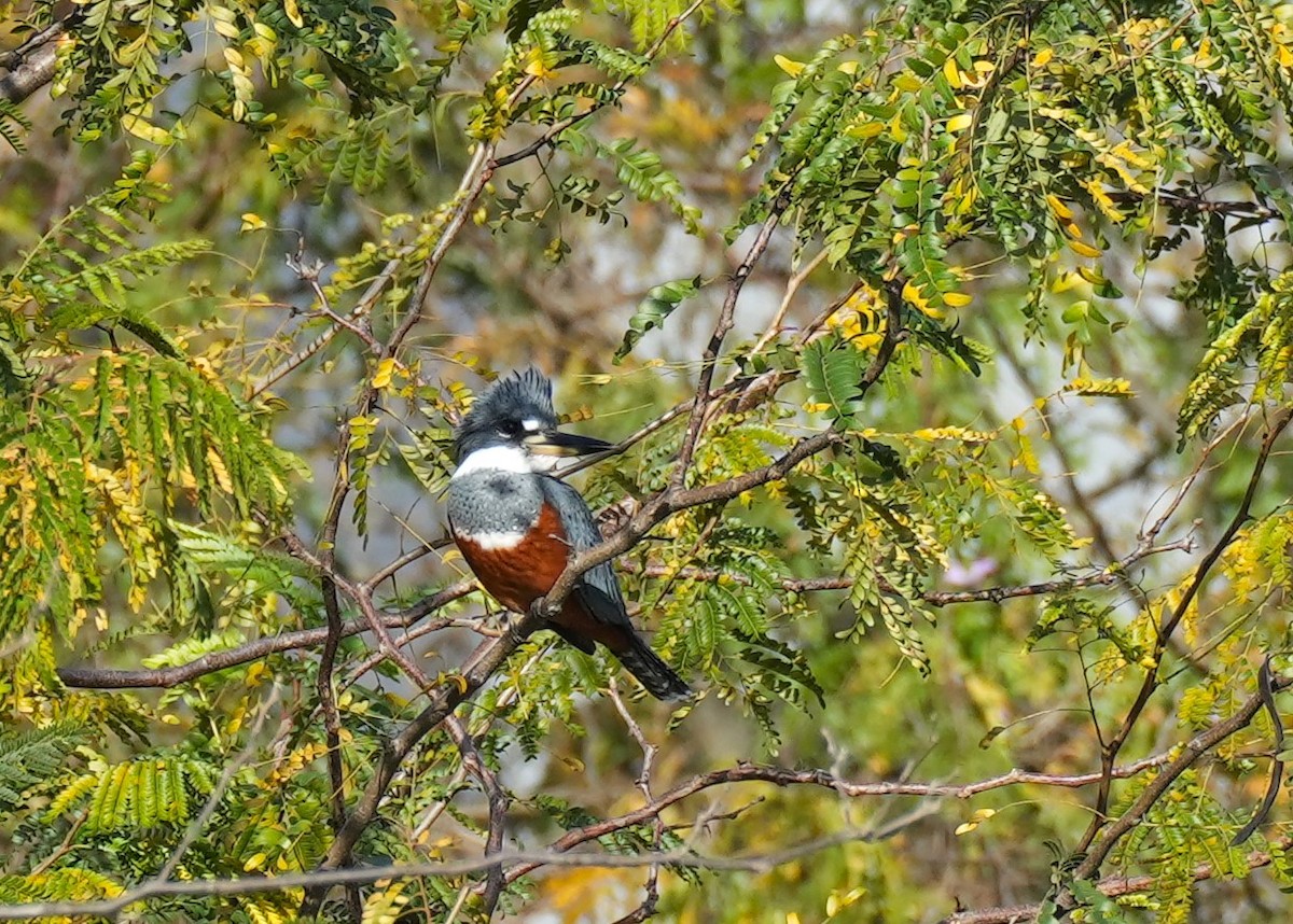 Ringed Kingfisher - Jorge Blackhall