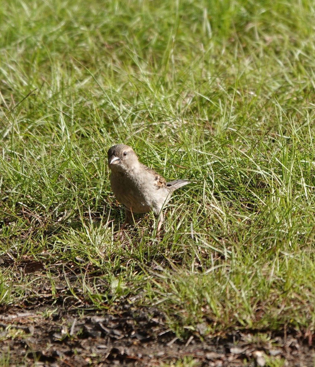 House Sparrow - Julie Perry