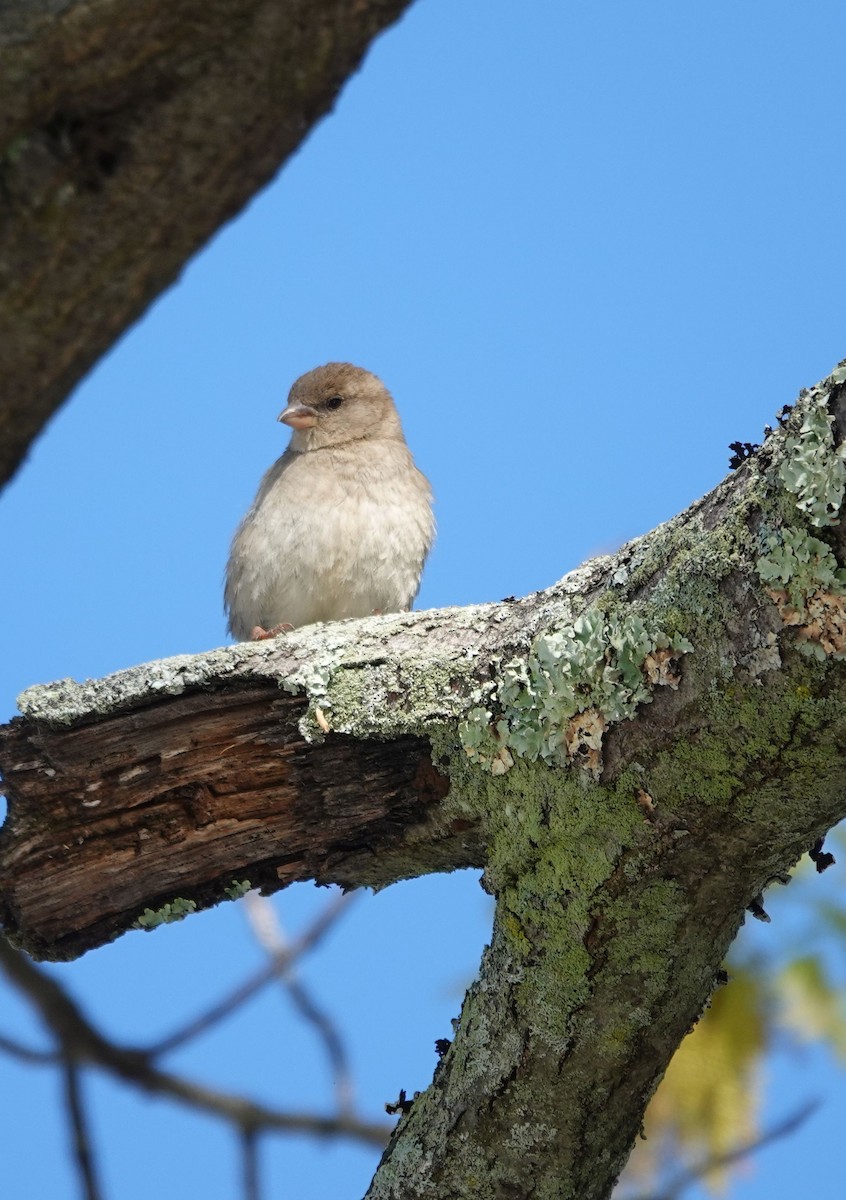 House Sparrow - Julie Perry