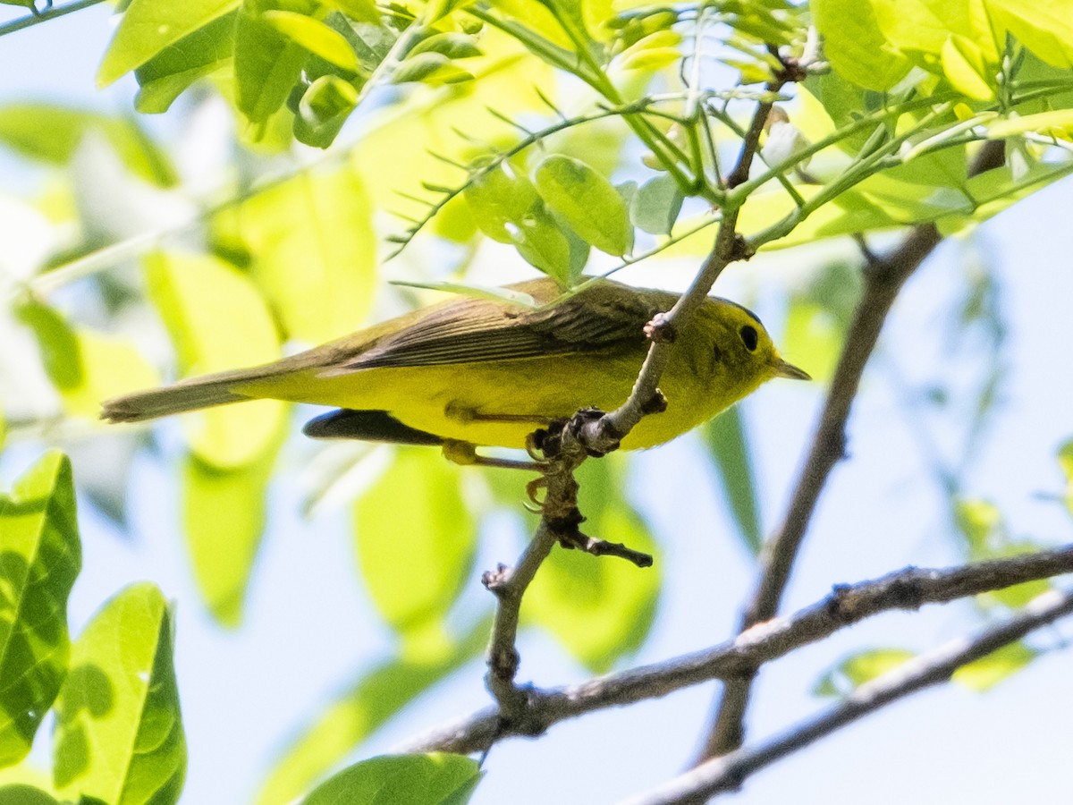 Wilson's Warbler - ML618849103