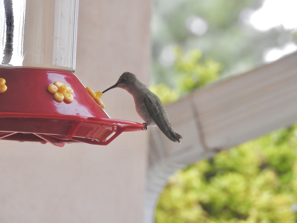 Black-chinned Hummingbird - Mohini Rawool-Sullivan