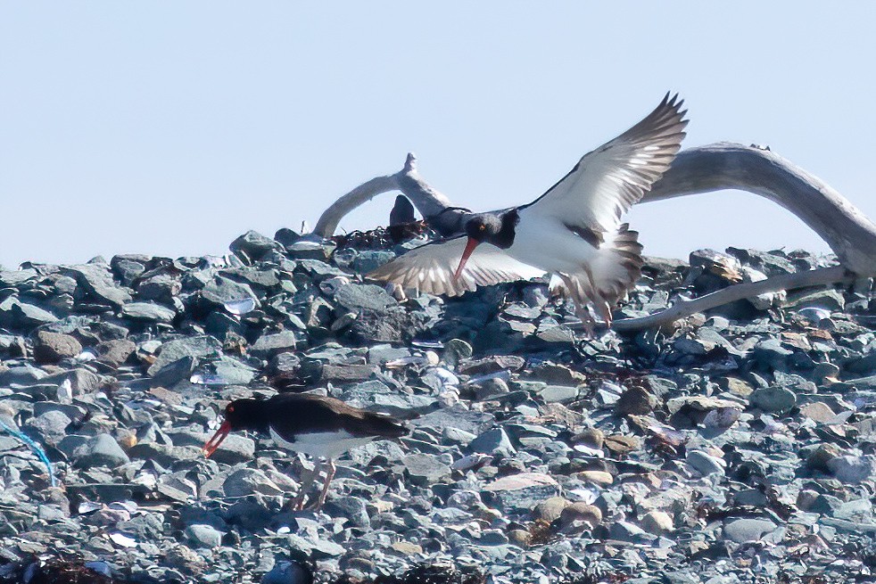 American Oystercatcher - Mitch (Michel) Doucet