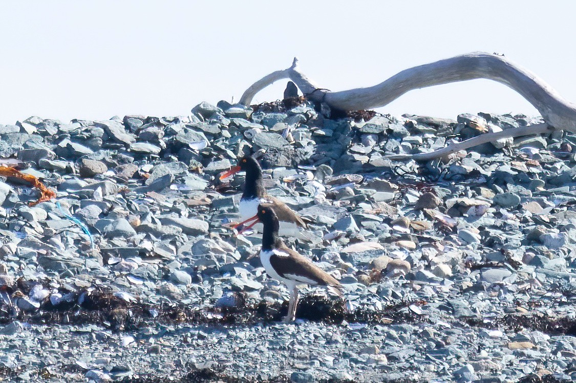 American Oystercatcher - Mitch (Michel) Doucet