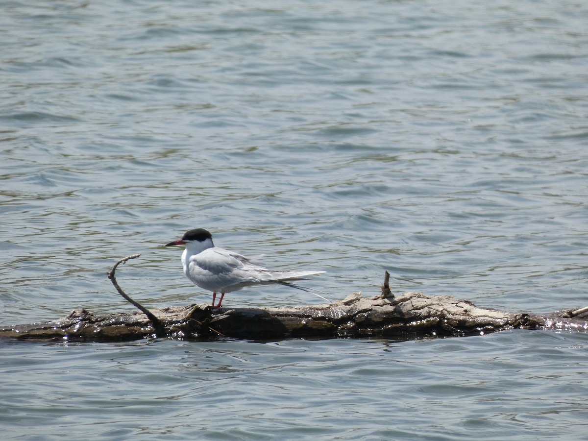 Forster's Tern - Andrea Duran