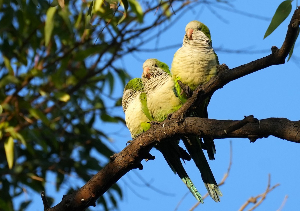 Monk Parakeet - Jorge Blackhall