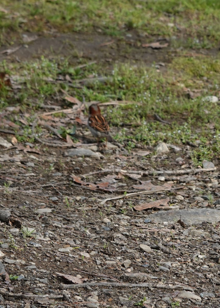 Field Sparrow - Julie Perry