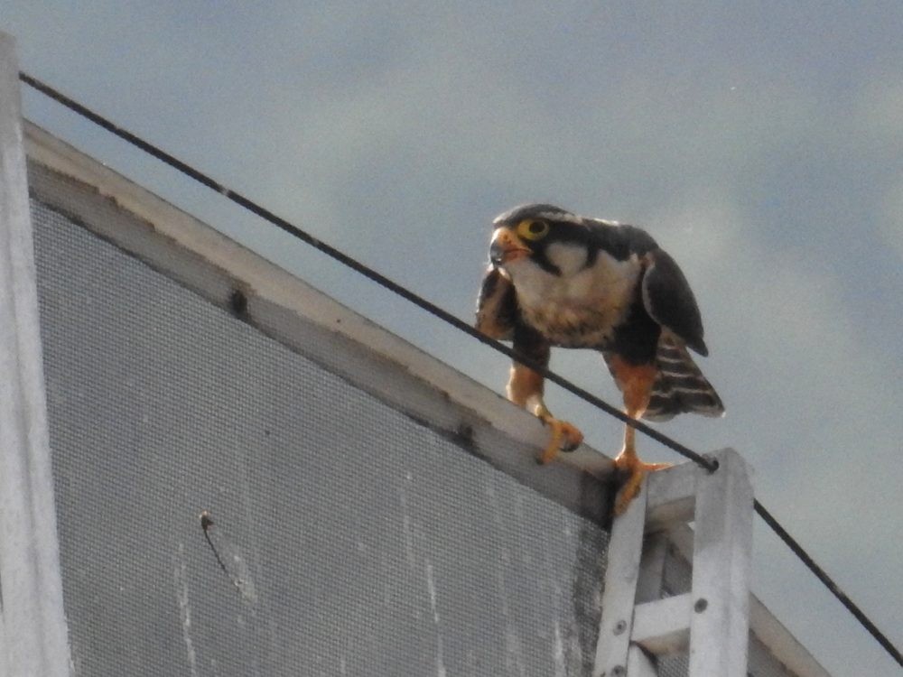 Aplomado Falcon - Fernando Nunes