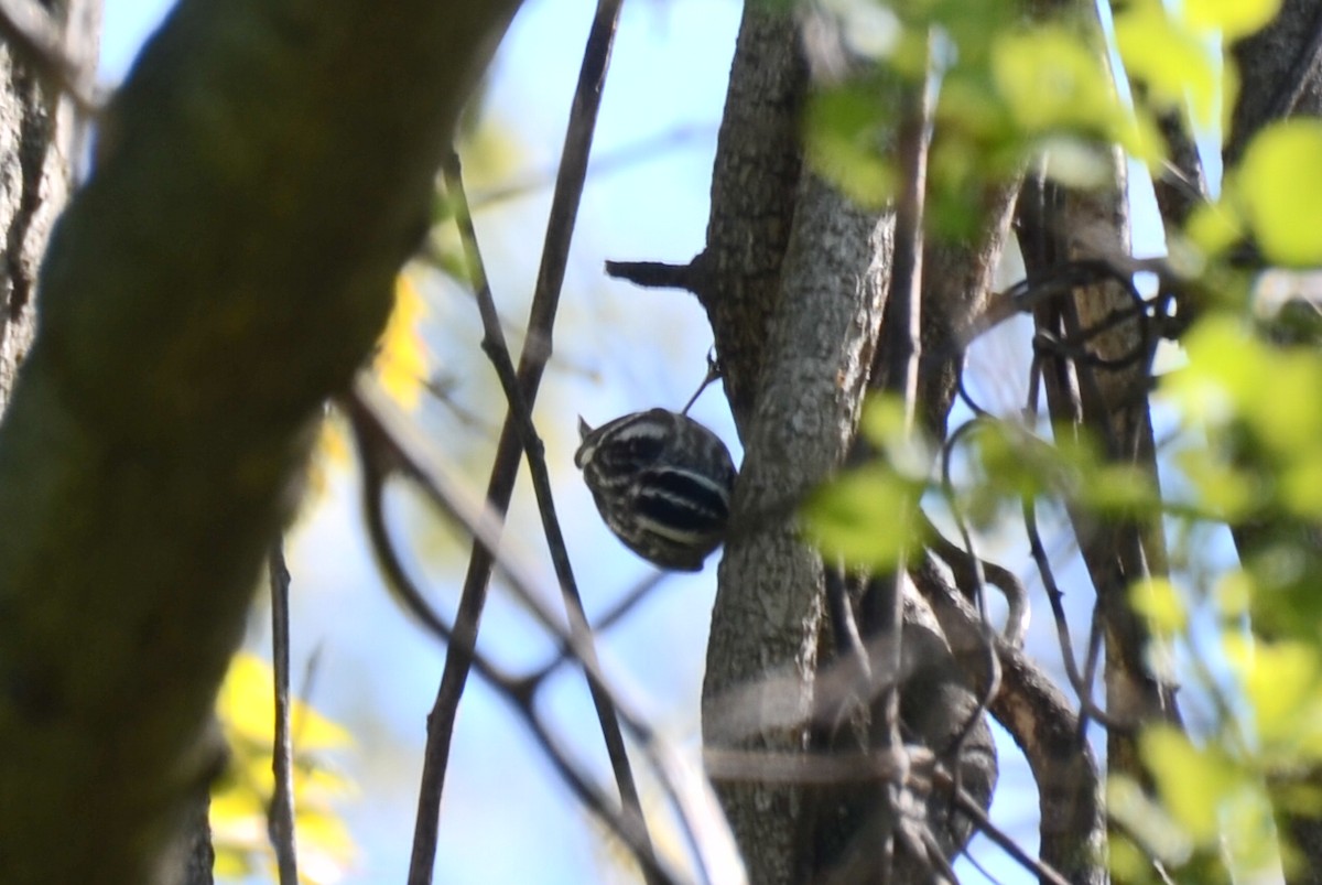 Black-and-white Warbler - Mary Brenner