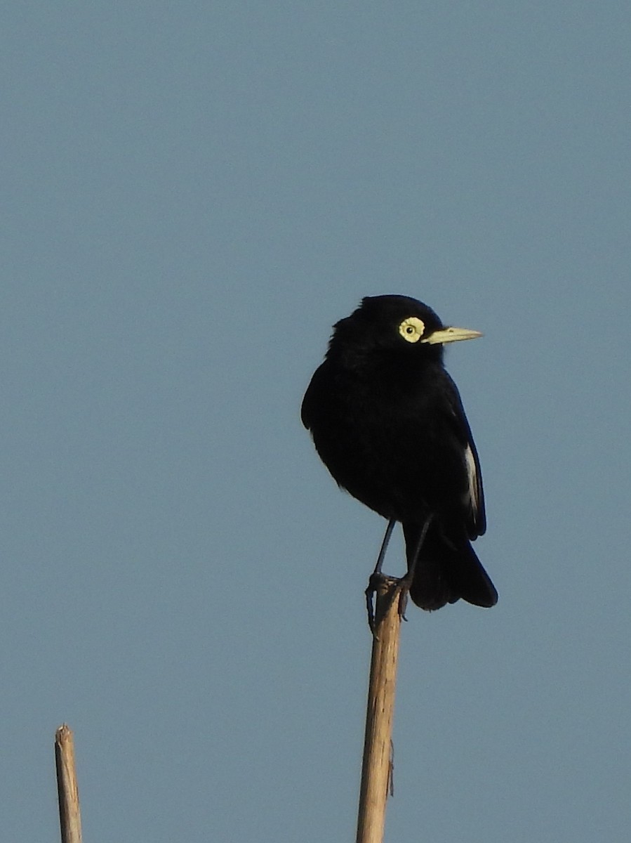 Spectacled Tyrant - Graciela  Antenucci