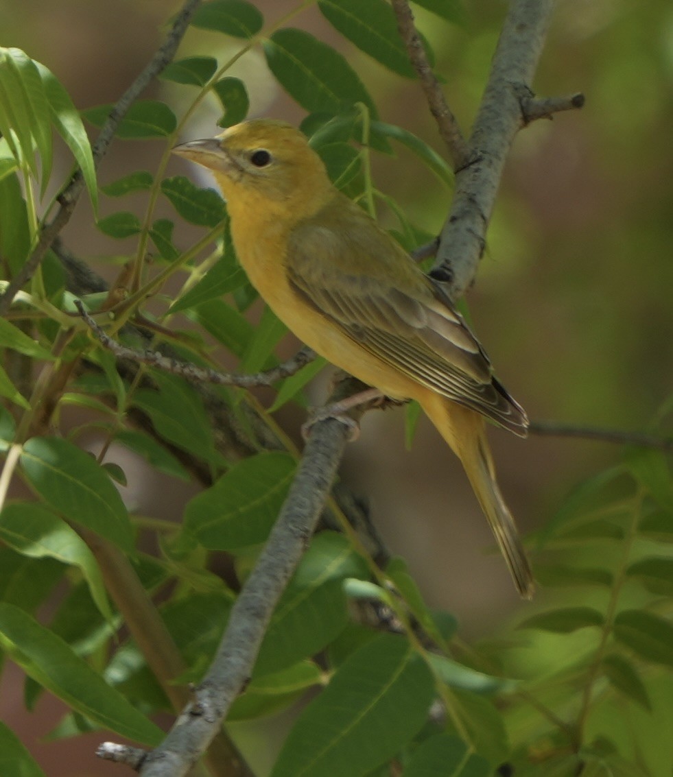 Summer Tanager - John Rhoades