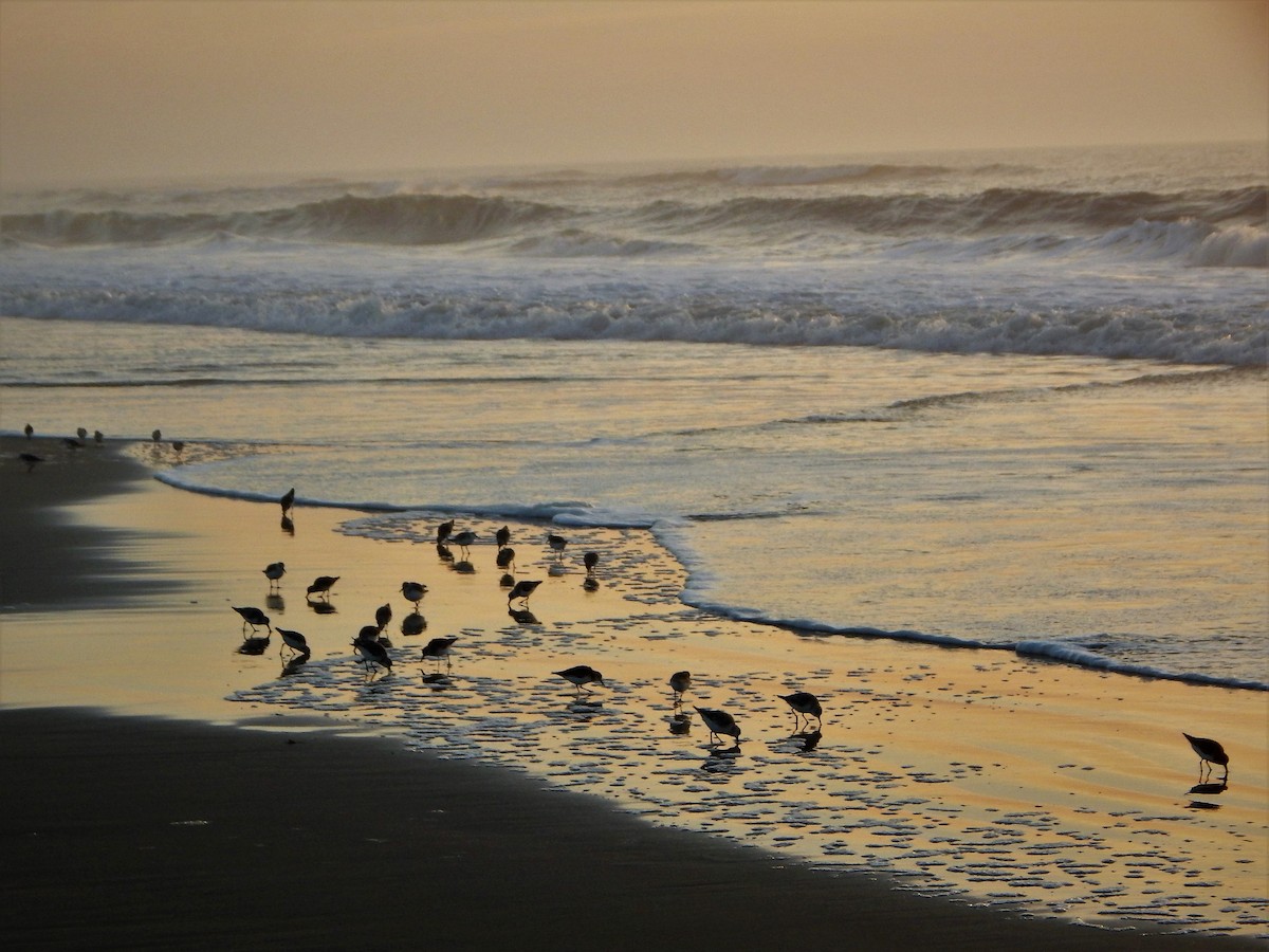 Sanderling - Anonymous