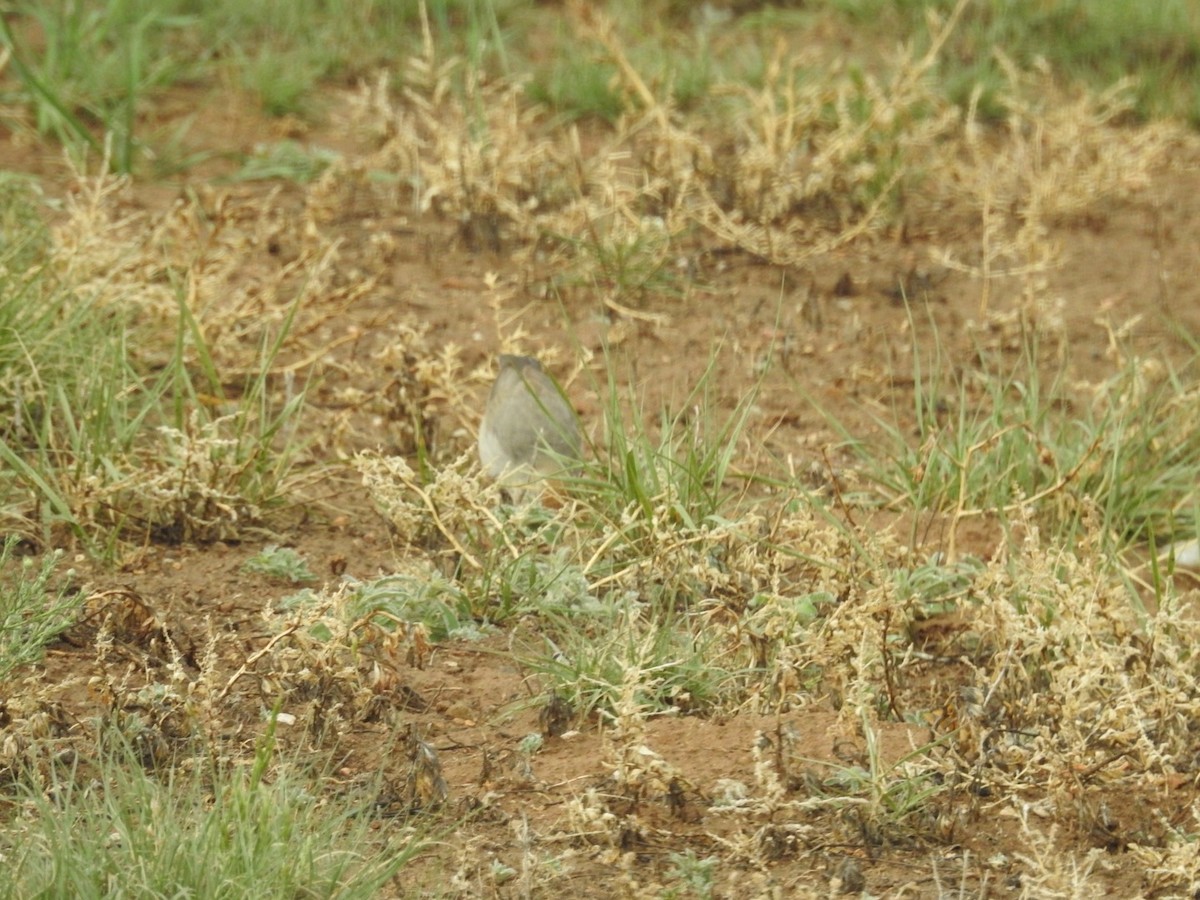 Canyon Towhee - Mohini Rawool-Sullivan