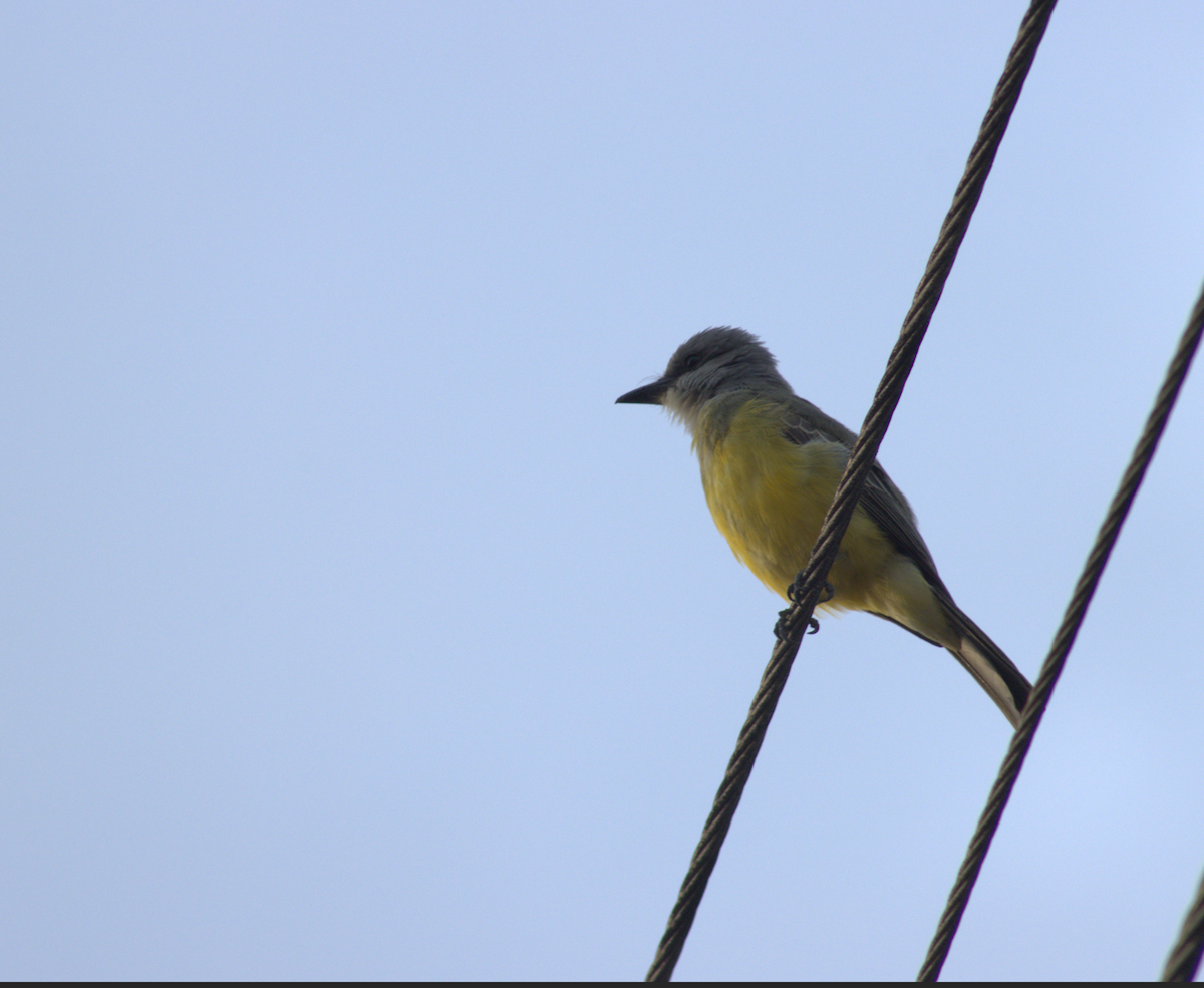 Tropical Kingbird - ML618849183