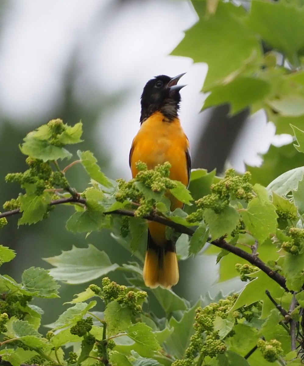 Baltimore Oriole - Rosario Douglas